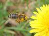 Apis mellifera